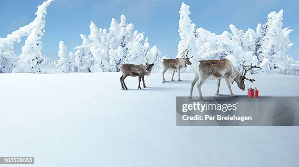 three reindeer check out a christmas gift - rentier stock-fotos und bilder