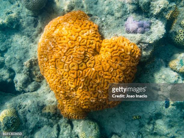 heart shape coral, fringing reefs, orpheus island , queensland, australia - heart shape in nature stock pictures, royalty-free photos & images