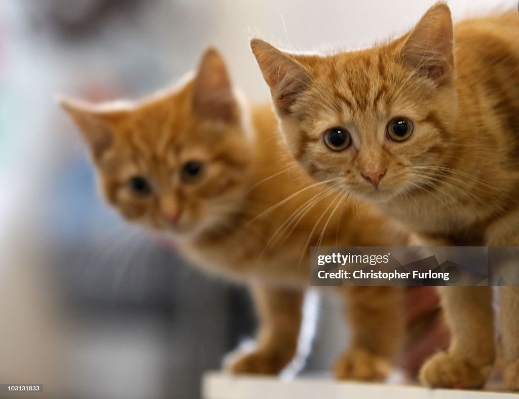 Animal Sanctuary Needs £200,000 To Avoid Closure