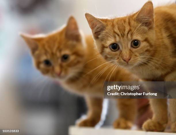 Milly, a 13-week-old kitten waits with her brother Charlie to be re-homed at The Society for Abandoned Animals Sanctuary in Sale, Manchester which is...