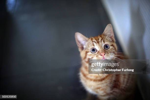 Milly, a 13-week-old kitten looks through the glass of her pen as she waits to be re-homed at The Society for Abandoned Animals Sanctuary in Sale,...