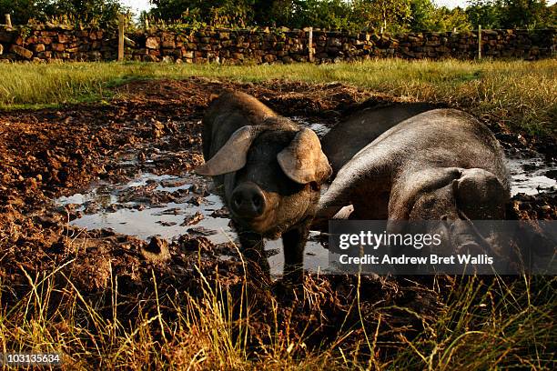 sow and her piglet wallowing in mud - chafurdar mamíferos imagens e fotografias de stock