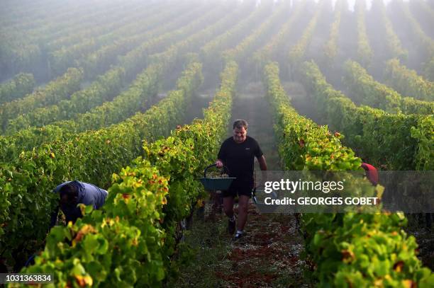 Man is at work during the harvest in the vineyards of chateau Sigalas-Rabaud in bommes near Sauternes, on September 11, 2018.