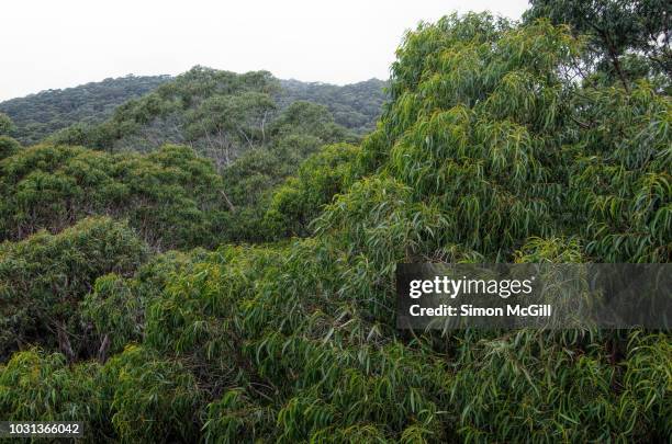 elevated view of eucalyptus trees in the warm temperate rainforest of the illawarra escarpment, knight's hill, new south wales, australia - eucalyptus background stock pictures, royalty-free photos & images