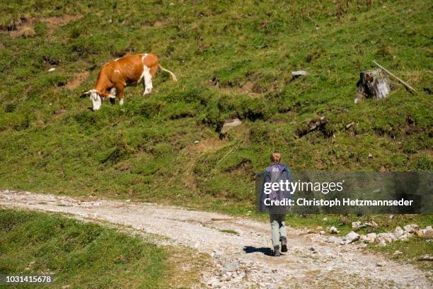 Cow Back View Photos and Premium High Res Pictures - Getty Images