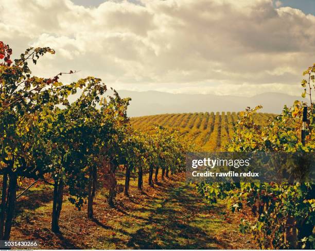 wine - california vineyard stock pictures, royalty-free photos & images