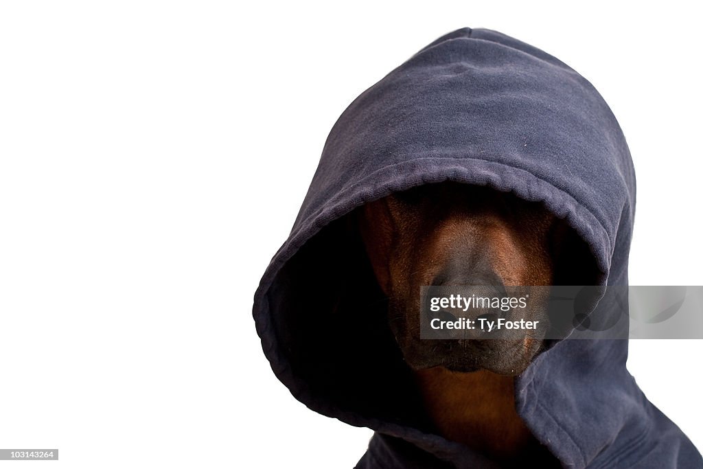 Dog wearing a hooded sweatshirt
