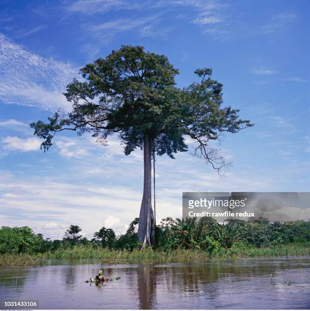 a huge tree - foret amazonienne photos et images de collection