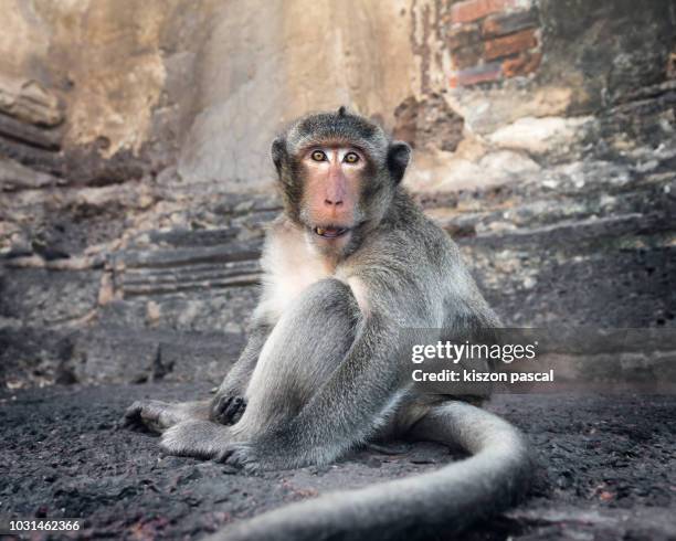 macaque monkey looking at camera in an old temple in thailand , asia - macaque stock pictures, royalty-free photos & images