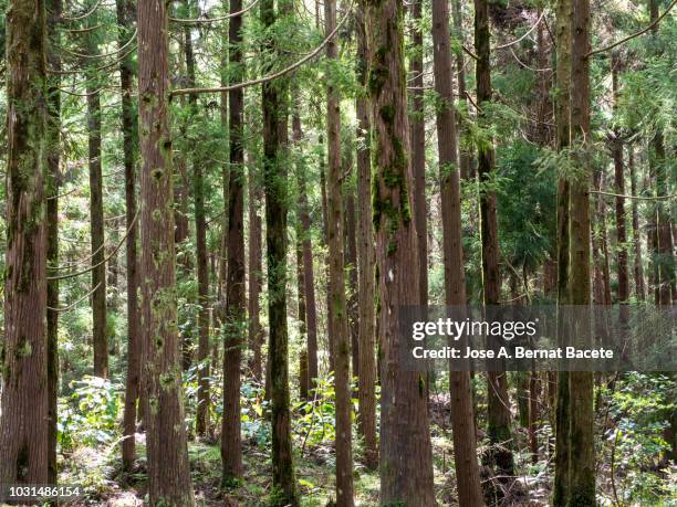 interior of a humid forest of big trees and trunks (cryptomeria japonica) in island of terceira, azores islands, portugal. - cryptomeria japonica stock pictures, royalty-free photos & images