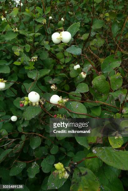 the branch of the white common snowberry (also known as waxberry, ghostberry) bush. symphoricarpos albus - symphoricarpos stock pictures, royalty-free photos & images