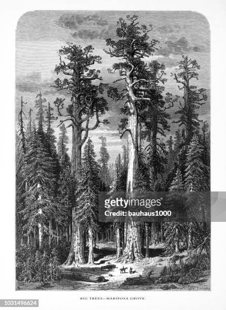giant redwoods in mariposa grove, yosemite valley, yosemite national park, sierra nevada, california, american victorian engraving, 1872 - mariposa stock illustrations