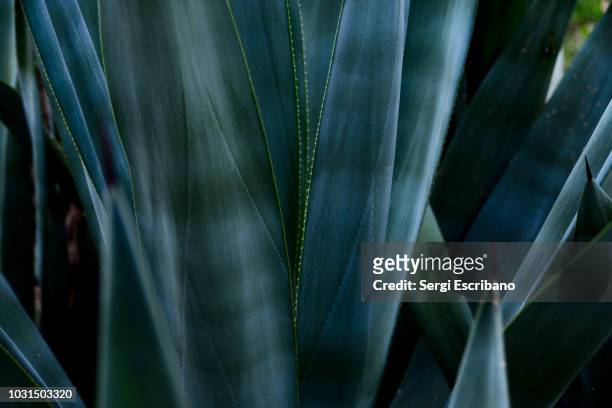 agave plant - agave stock pictures, royalty-free photos & images