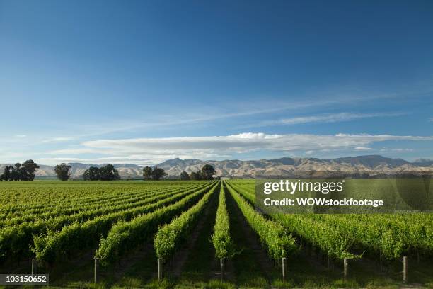 vineyard and mountain range on perfect day - marlborough new zealand photos et images de collection