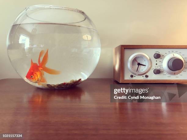 a goldfish and a clock - guldfisk bildbanksfoton och bilder