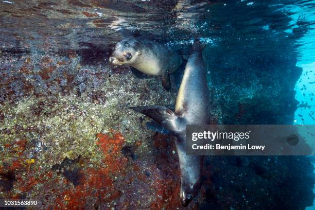 The Sea Lions at La Paz