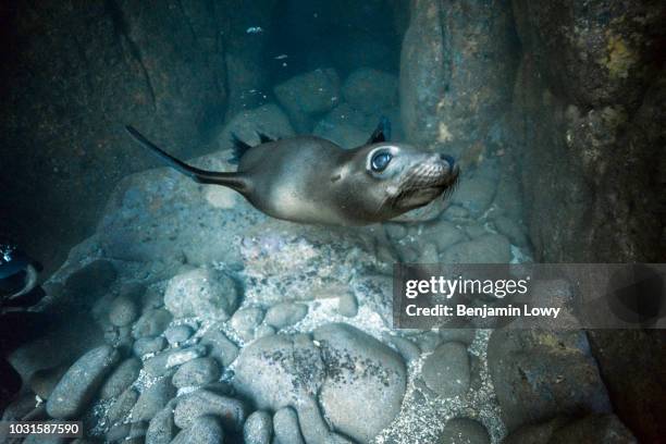 Sea Lions in La Paz