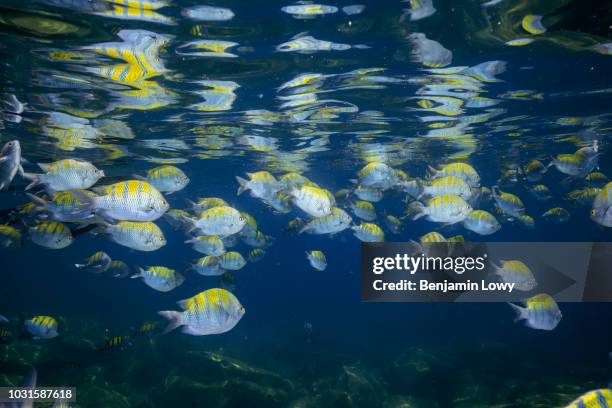 sea lions in la paz - isla espiritu santo stock pictures, royalty-free photos & images