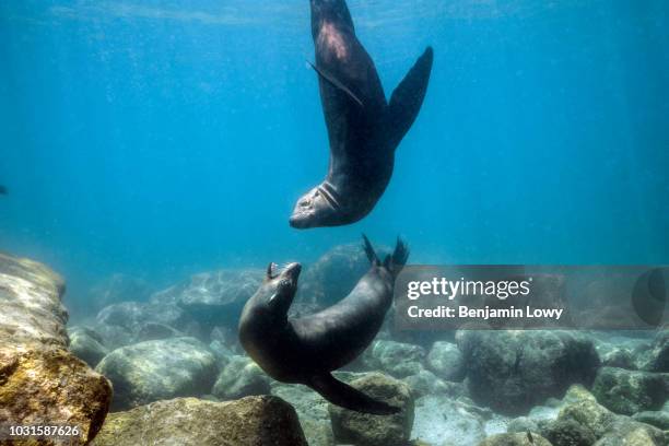 sea lions in la paz - isla espiritu santo stock pictures, royalty-free photos & images