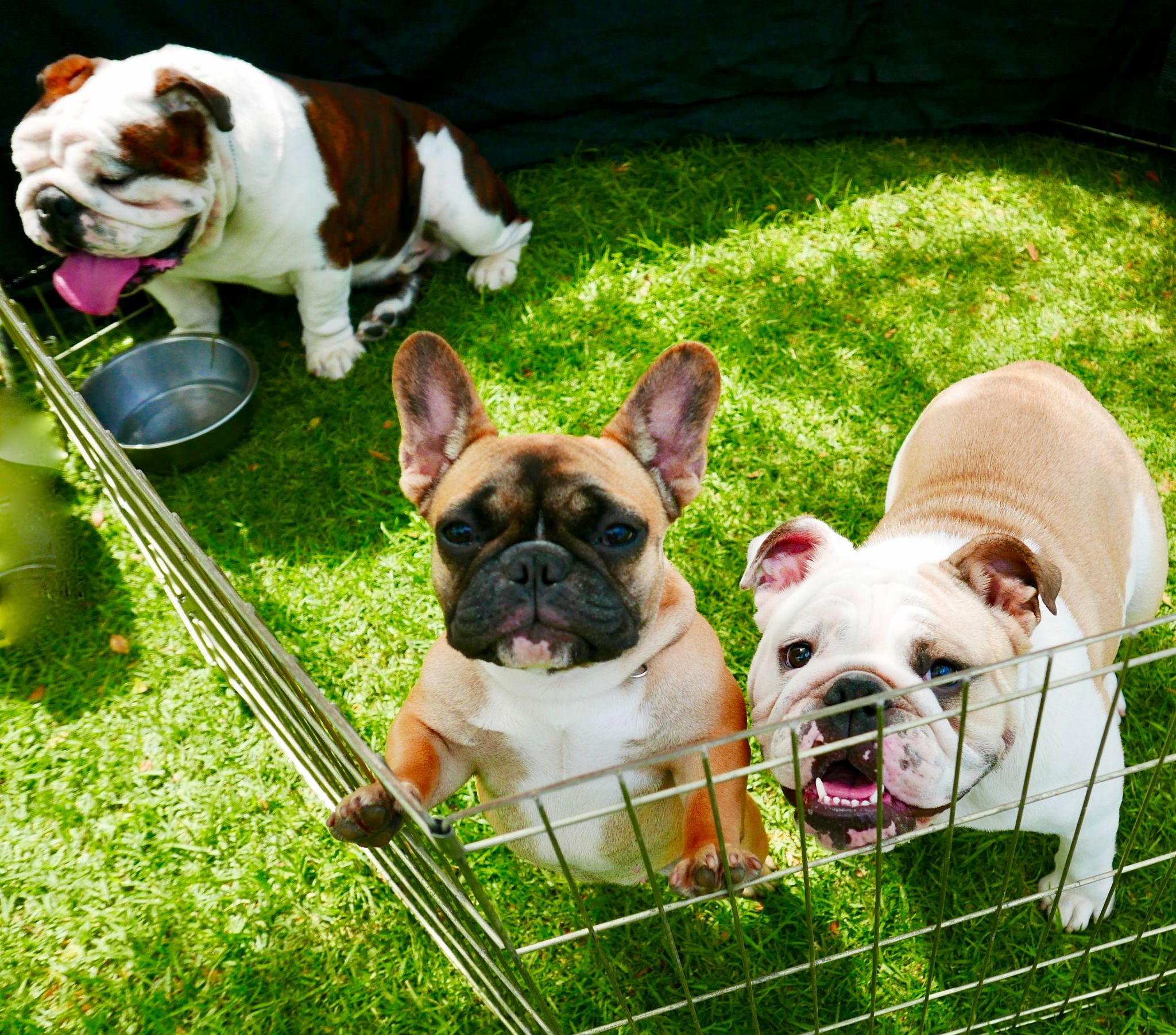 pet adoption event