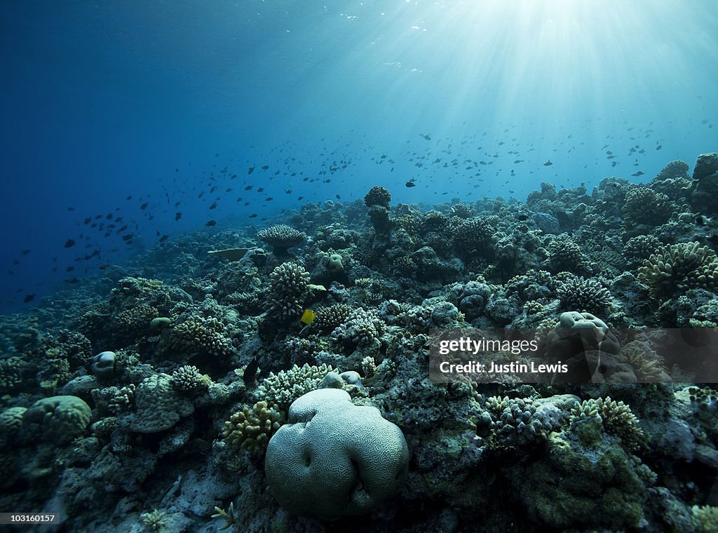 Coral reef and reef fish. Shot late afternoon.