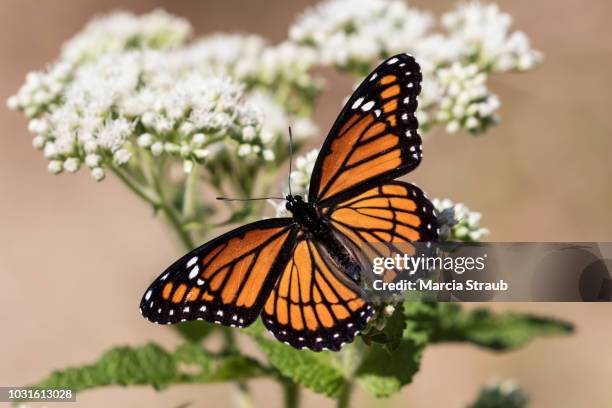 viceroy butterfly with wings spread - monarchvlinder stockfoto's en -beelden