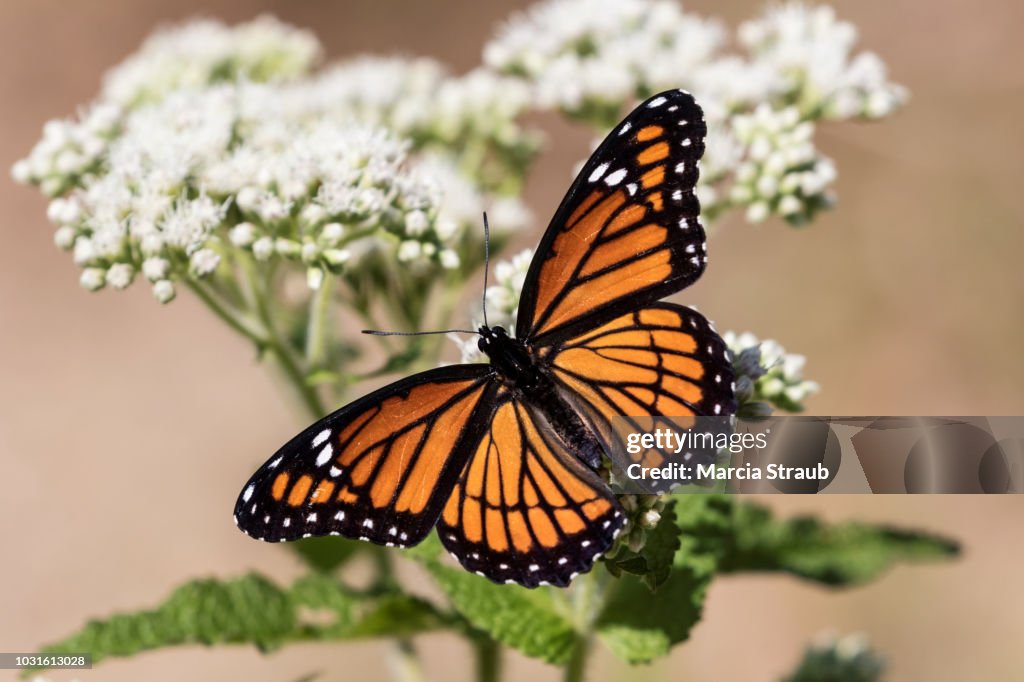 Viceroy Butterfly with Wings Spread