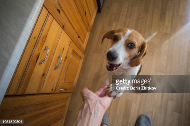 beagle giving a paw. - beagle imagens e fotografias de stock