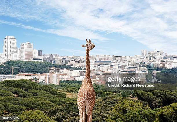 city giraffe - urban wildlife stock pictures, royalty-free photos & images