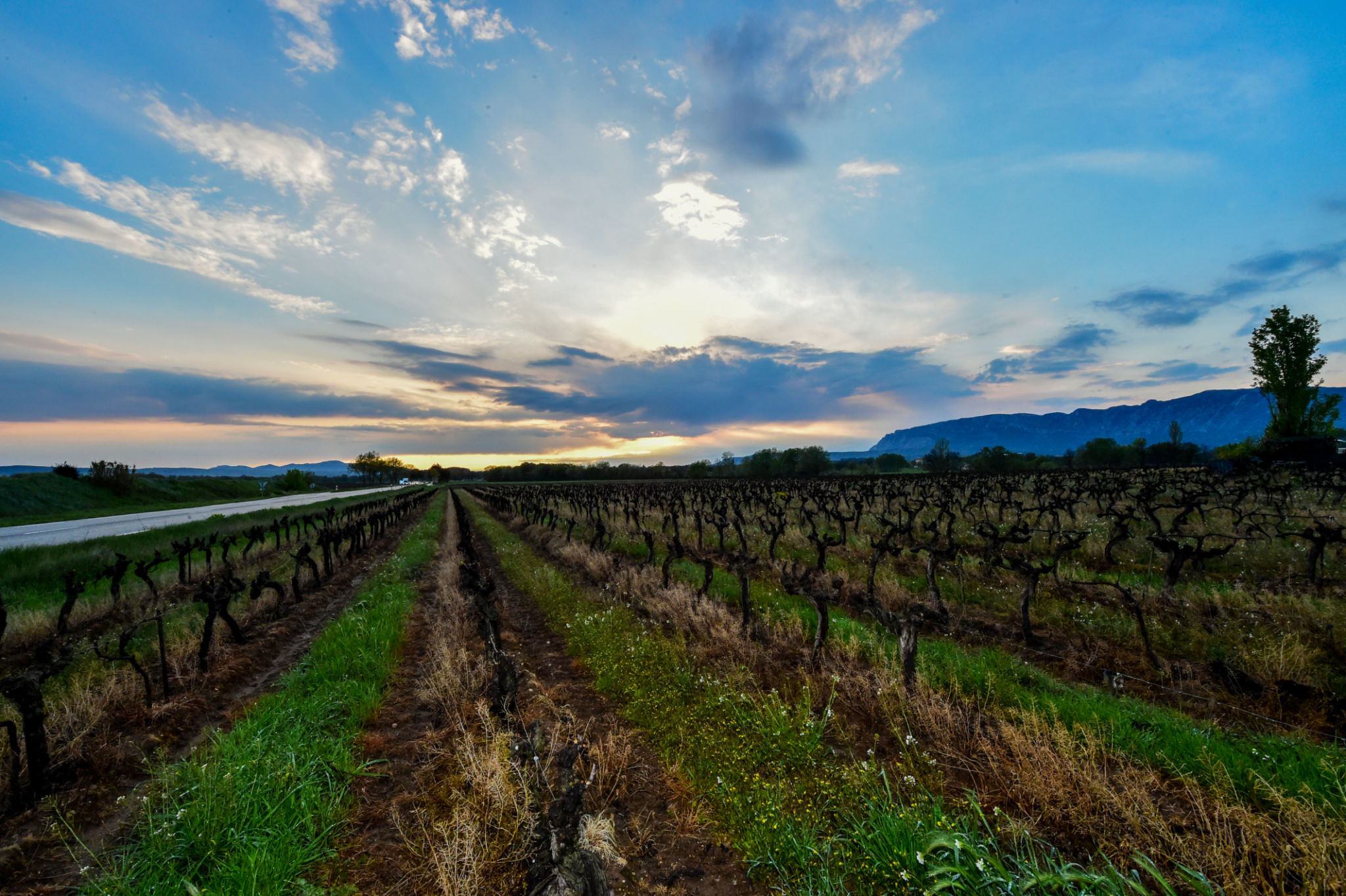 amador vineyards