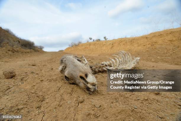 Dead deer on a road in the hills above Black Star Canyon on Thursday. The area was part of a 2010 land gift from the Irvine Company. OC Parks...