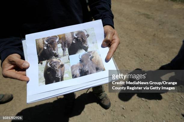 Catalina Conservancy marine biologist Calvin Duncan shows off mug shots of four female bison that he, and fellow marine biologist Julie King, are...