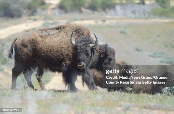 Bison on the interior of Catalina Island between Haypress and Patrick reservoirs. Marine biologists Calvin Duncan and Julie King were looking for...