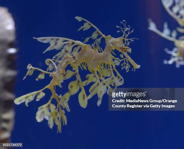 Leafy Sea Dragon at the Aquarium of the Pacific in Long Beach, Calif., on August 13, 2013. ///ADITIONAL INFORMATION: lbr.aquarium 8/13/13 - JEFF...
