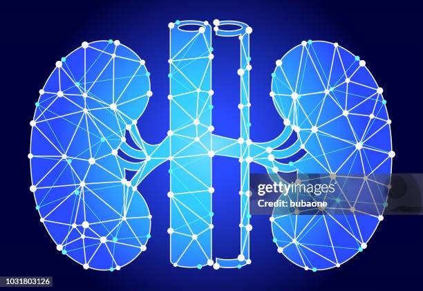 ilustrações de stock, clip art, desenhos animados e ícones de kidney blue triangle node vector pattern - rim órgão interno