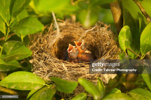 nightingale chicks in nest with open beaks - nightingale singing stock-fotos und bilder