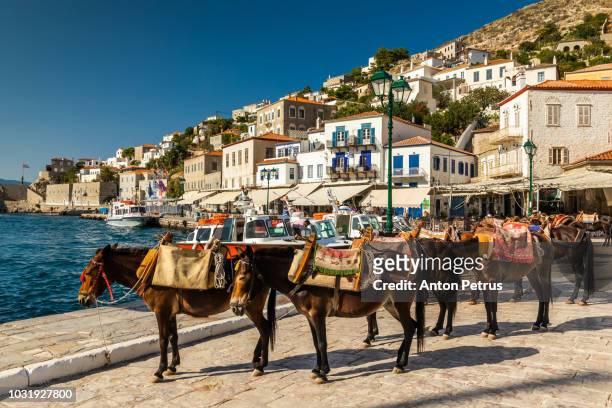 donkeys as a transport at hydra island saronic gulf greece - hydra greece fotos stockfoto's en -beelden