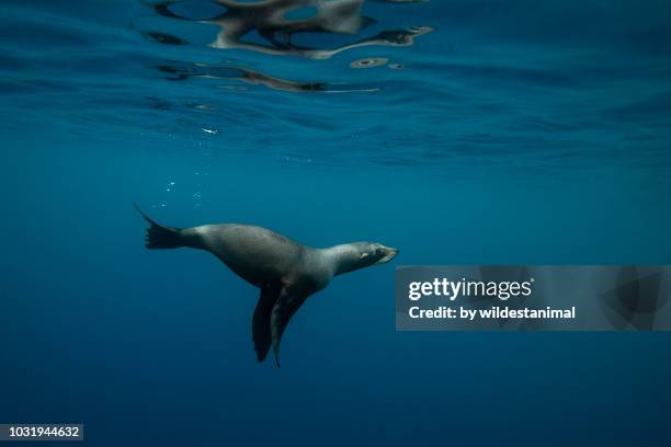 new zealand fur seal swimming at the water's surface in the waters offshore from new zealand's north island. - cape fur seal stock pictures, royalty-free photos & images