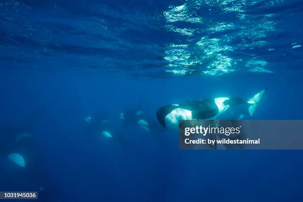 pod of killer whales swims past and one animal comes close to look at the camera. - pod stock pictures, royalty-free photos & images