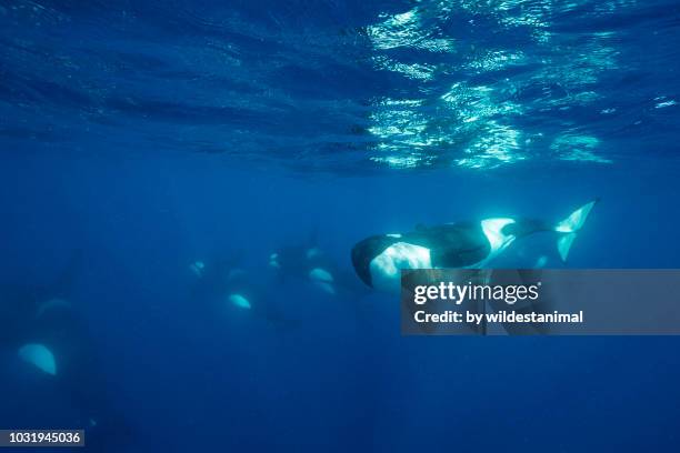 pod of killer whales swims past and one animal comes close to look at the camera. - bando de mamíferos marinhos - fotografias e filmes do acervo