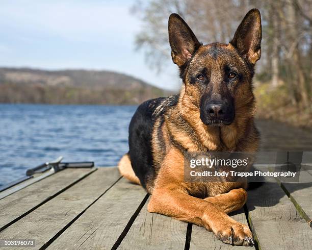 german shepherd - cão pastor alemão - fotografias e filmes do acervo