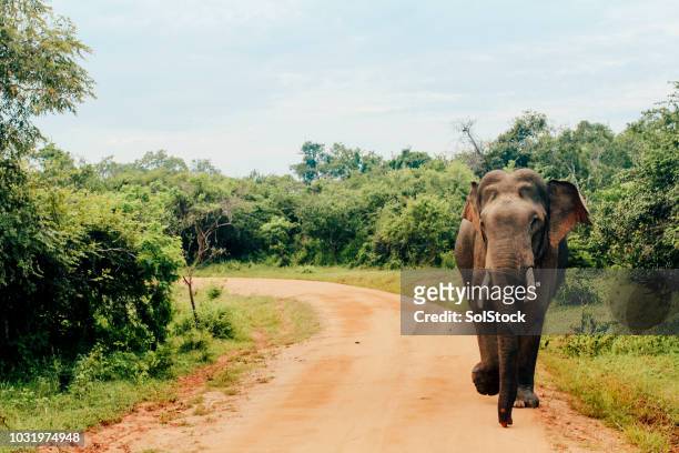 asian elephant at yala national park, sri lanka - asian elephant stock pictures, royalty-free photos & images