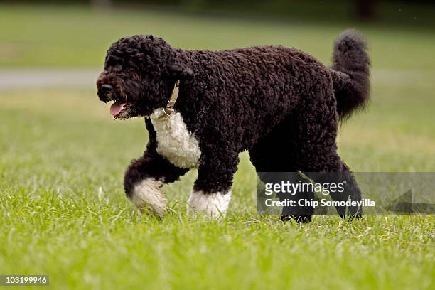 The Obama family dog, a Portuguese water dog named Bo, trots across the South Lawn August 2, 2010 in Washington, DC. Bo was out for a walk before...