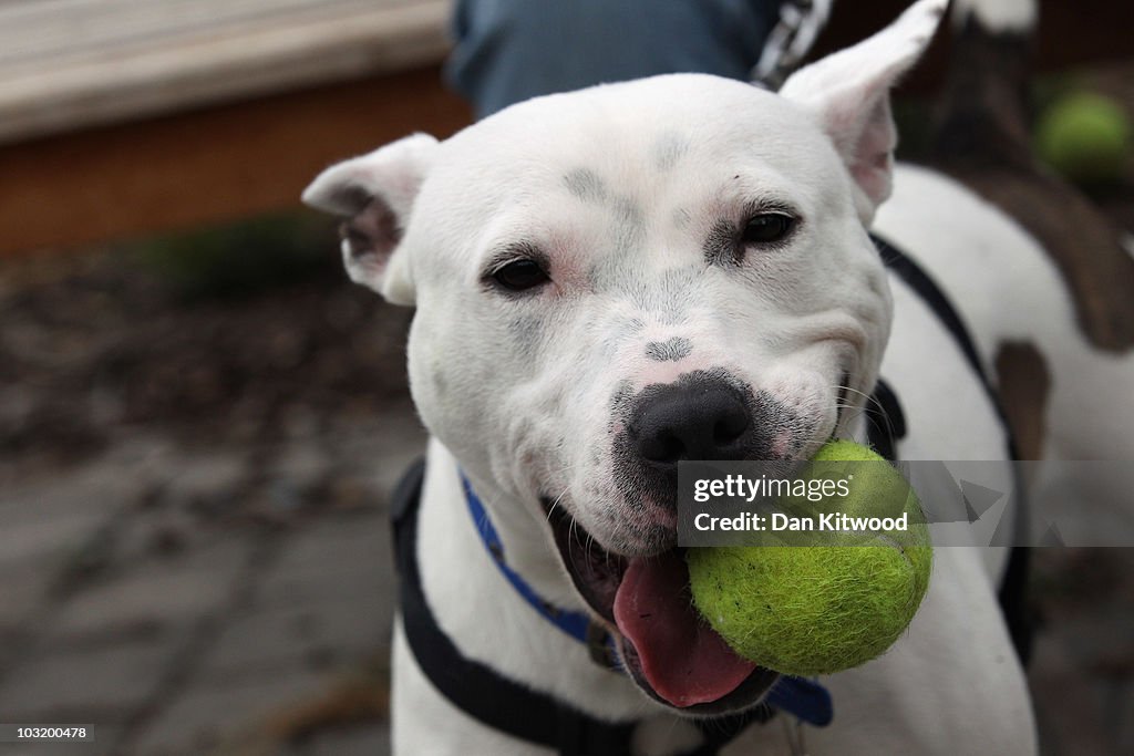Battersea Dogs Home Attempt To Rehome Abandoned And Stray Dogs