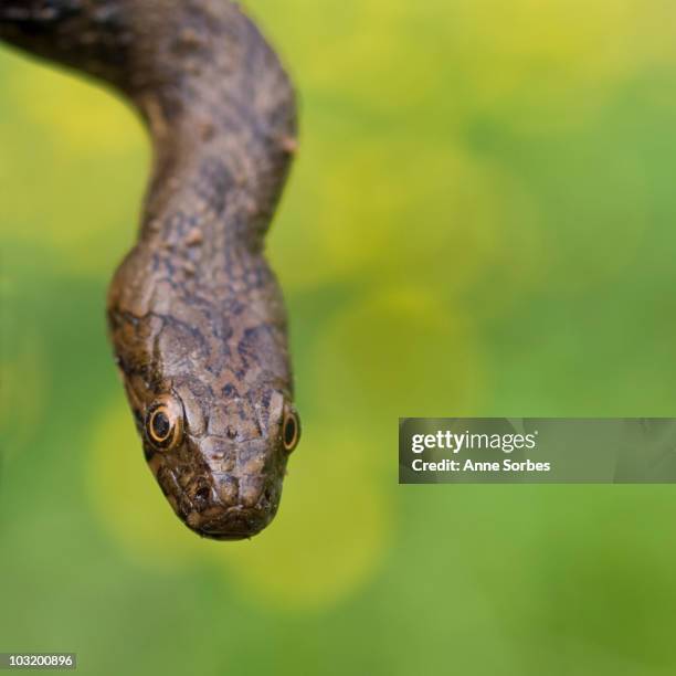 viperine snake (natrix maura) - viper stock-fotos und bilder