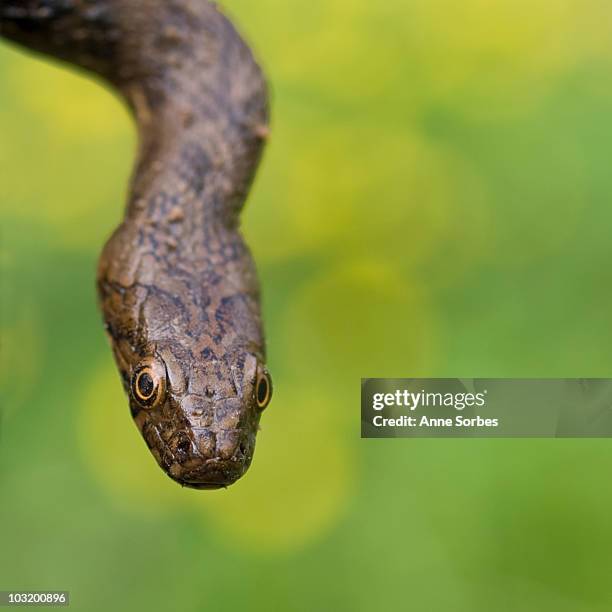 viperine snake (natrix maura) - viper stockfoto's en -beelden