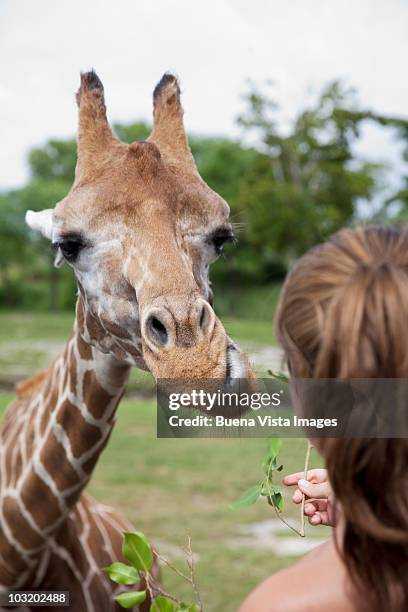 woman feeding giraffe  - white giraffe bildbanksfoton och bilder