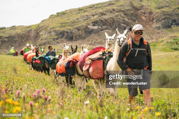 trekking lama in colorado - silverton colorado foto e immagini stock