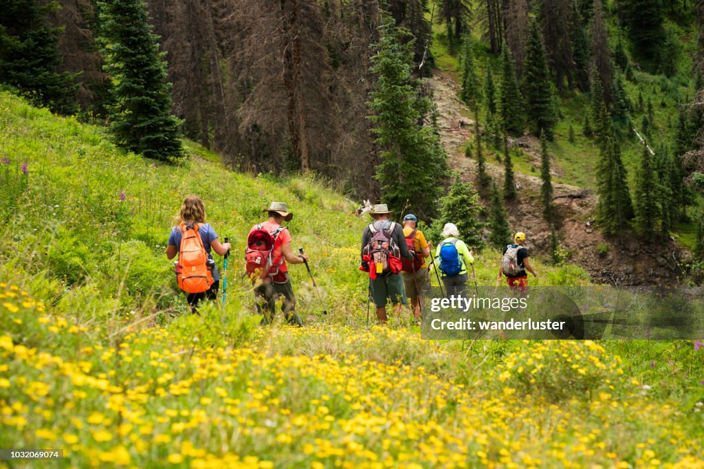 Backpacking through yellow wildflowers in the San Juan National Forest, Weminuche Wilderness, Silverton, Colorado, USA