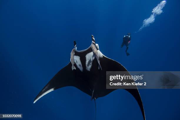 giant oceanic manta ray, diver in background, socorro, baja california, mexico - バハカリフォルニア ストックフォトと画像